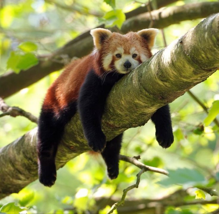 lesseryoongi's tweet photo. thats my lesser panda ☹️ https://t.co/owmTu43gO4