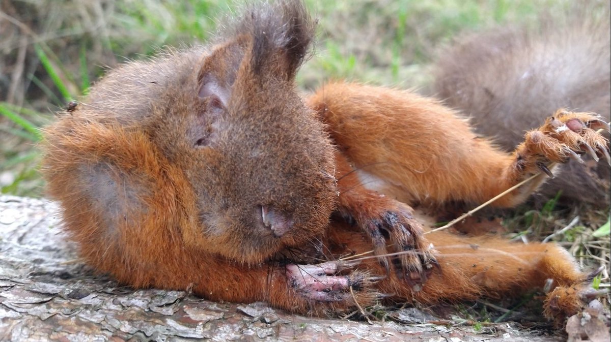 Welshsquirrels's tweet photo. Invasive species week. Grey squirrels spread squirrel pox virus leading to substantial declines in native red squirrel. https://t.co/8sET4IDSz4
