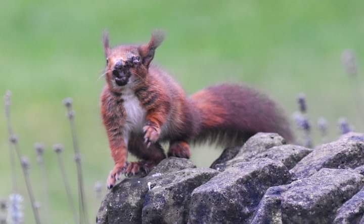 Invasive species week. Grey squirrels spread squirrel pox virus leading to substantial declines in native red squirrel.