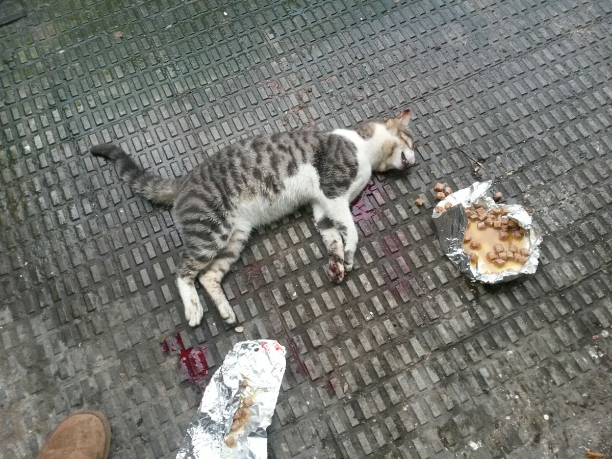 Animalistas Euskadi tweet media