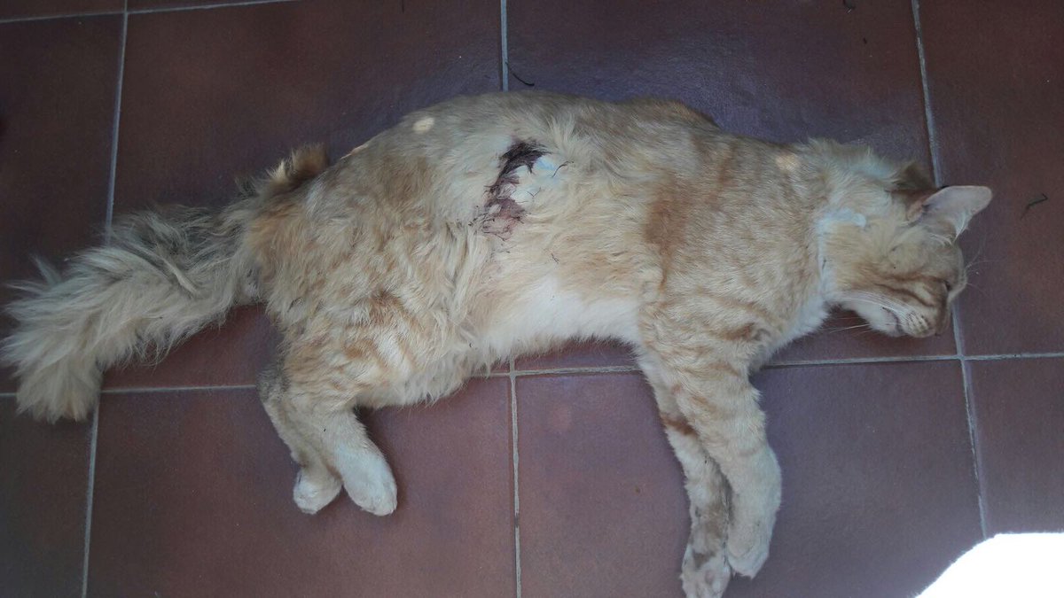 Animalistas Euskadi tweet media