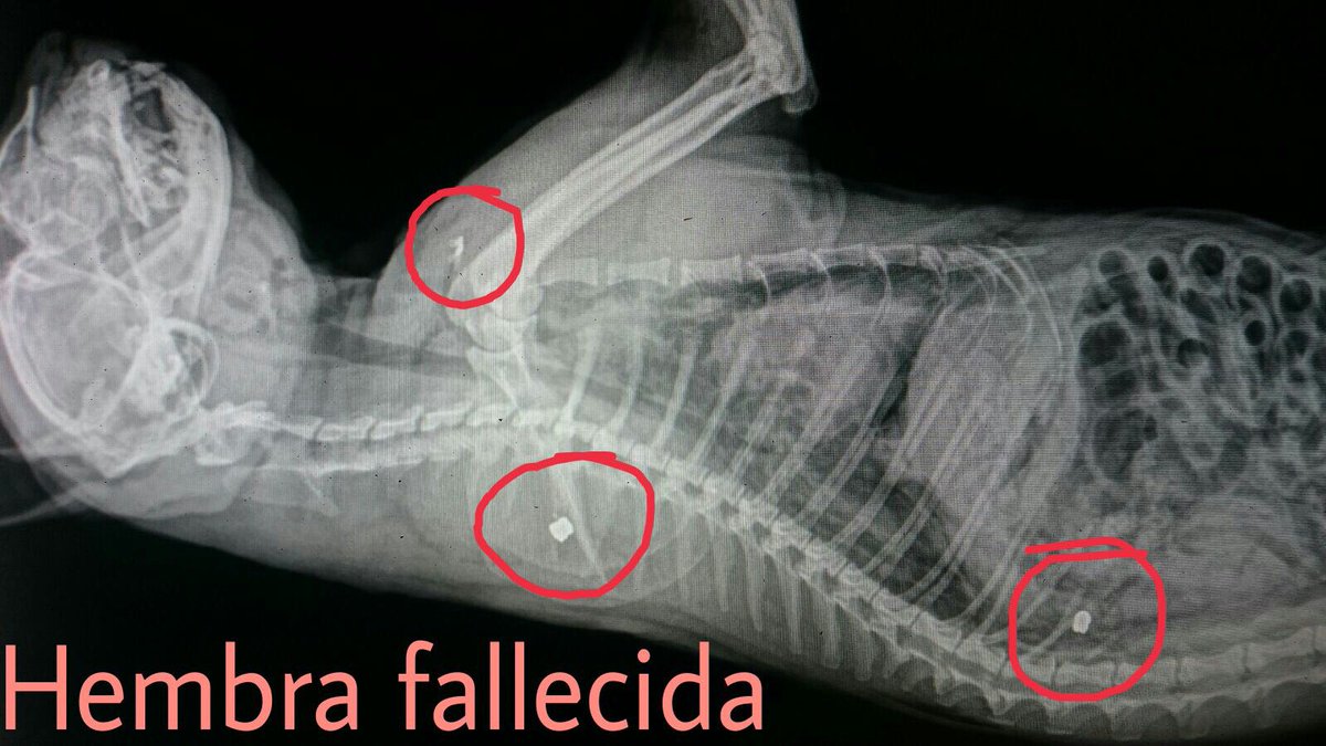 Animalistas Euskadi tweet media