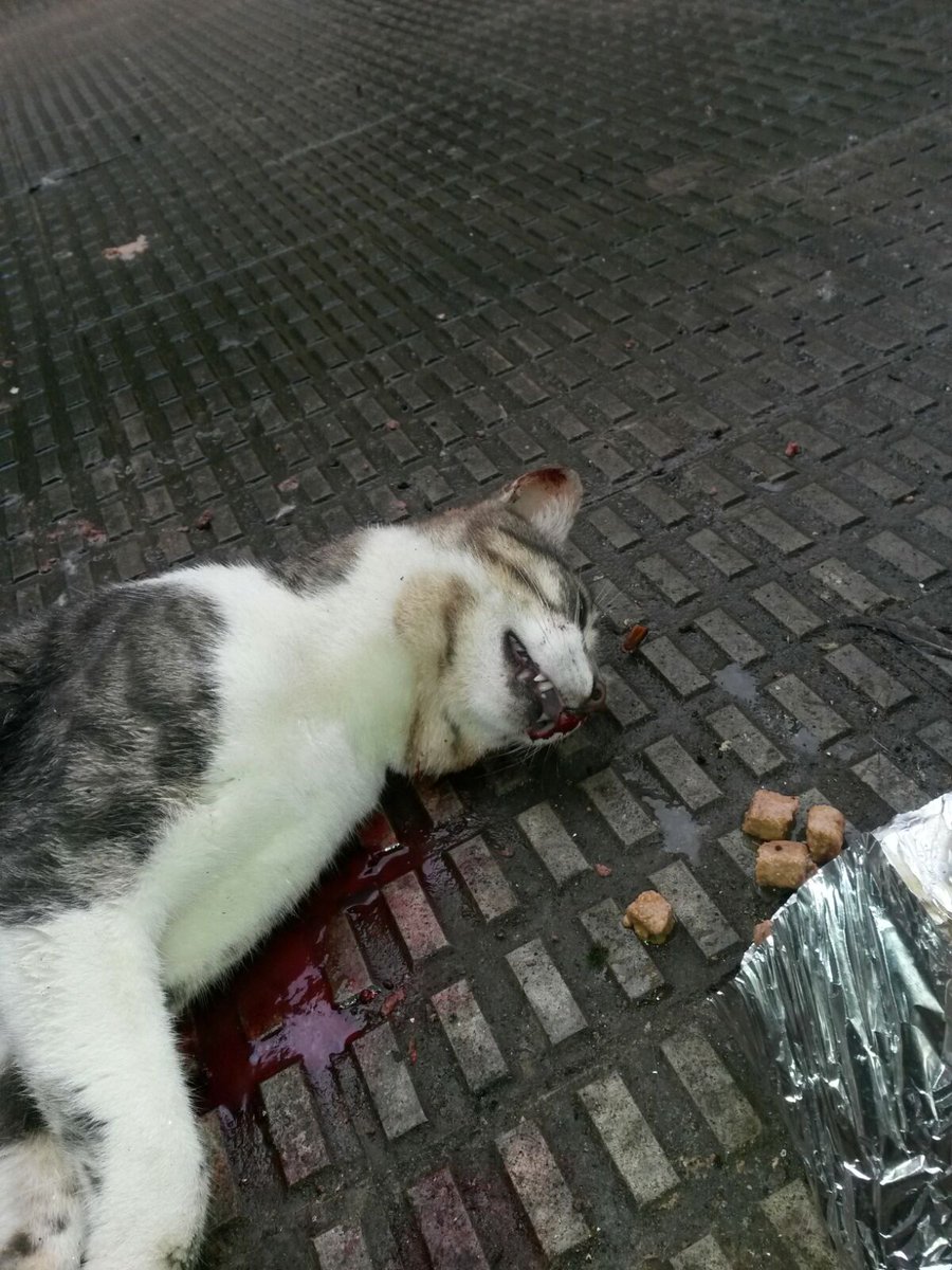 Animalistas Euskadi tweet media