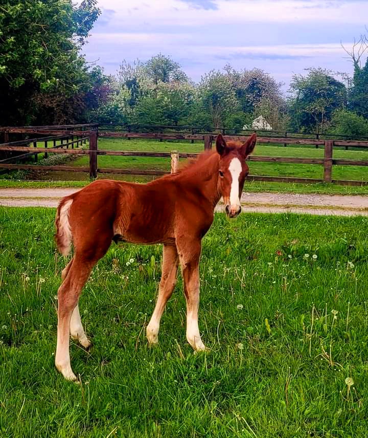Meet foal number two ! Colt foal by Moylough Supremacy he is 9 days old today. And in this pic about four days old!! 

 #mountbriscoeorganicfarm
#irisdraught #Horses
#foal
