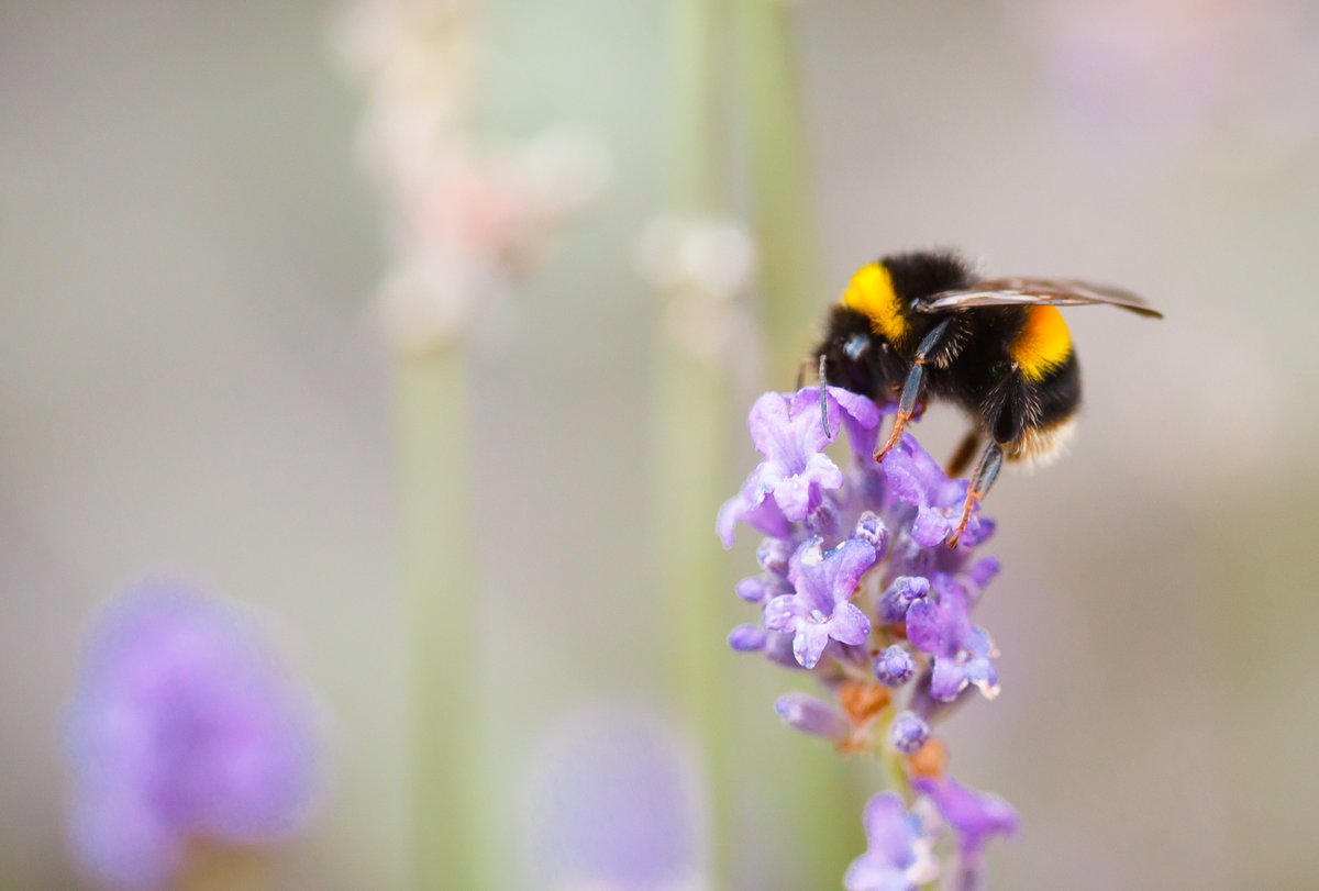 Today is #WorldBeeDay – a day to both appreciate these glorious pollinators and to remember why we need to do everything that we can to protect them.

We will be launching a campaign next week which will help  to protect bees and their habitats. Watch this space!🐝 #conservation