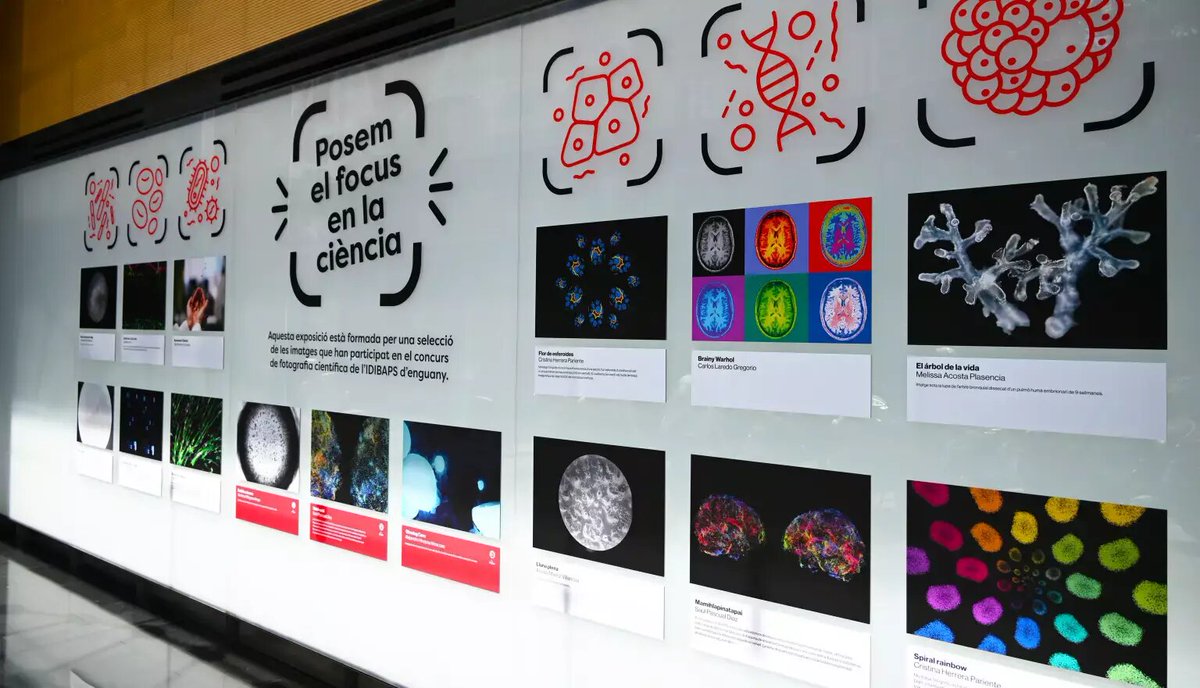 El #CLÍNIC-@IDIBAPS exposa les imatges finalistes del concurs de fotografia científica 2023. 📸🔬

📍 Ja pots passar-te pel vestíbul del Centre Esther Koplowitz per veure-les totes, també les guanyadores, de la Verónica Villagrasa, el <a href="/SaulPascual/">Saül 🪐</a> i l'Alejandro Hinojosa.