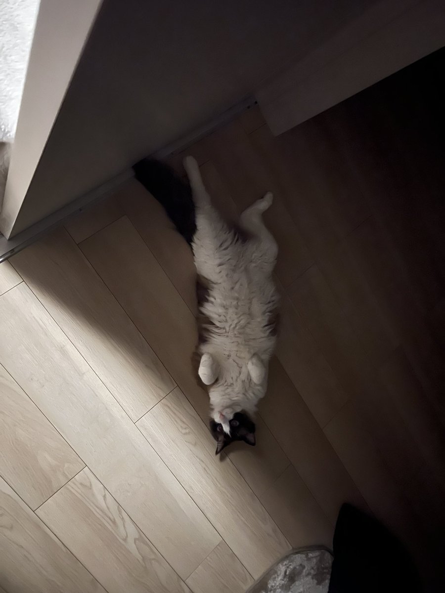 「ん？なんか落ちてる…」
「ただの巨大猫か…」
「巨大猫⁉︎」