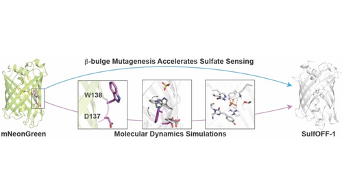 angew_chem's tweet photo. Rational Design of the beta-Bulge Gate in a Green Fluorescent Protein Accelerates the Kinetics of Sulfate Sensing (Sheel C. Dodani and co-workers) @WhitneySYOng, @UTDallasChemBio, @arwalker_on_gpu, @waynestatechem, @MeloniLab https://t.co/Wx2340cAHw https://t.co/pqgeGqa1KR