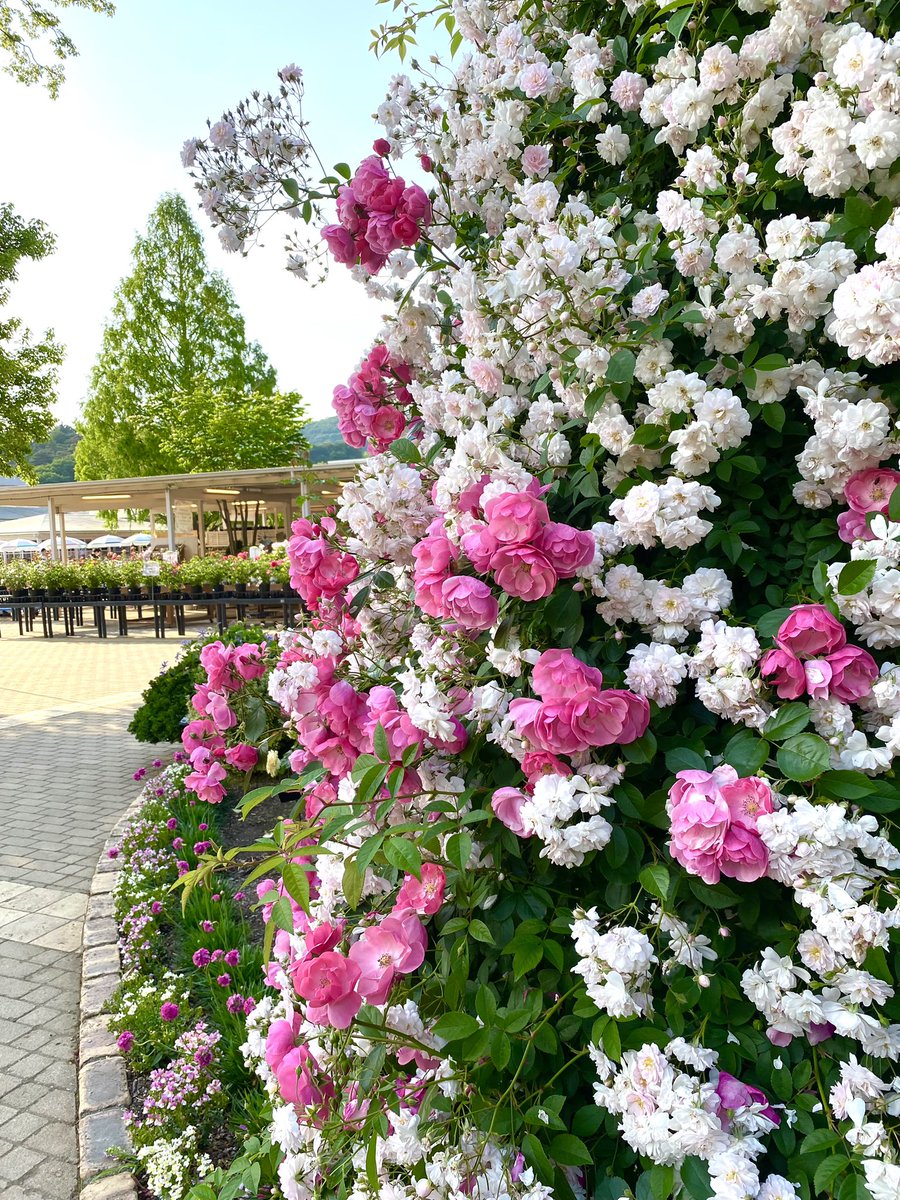 こんばんは✨ あしかがフラワーパークにて 💗満開の薔薇💗🤍 2023/05/16 今日も一日お疲れ様でした.☪*ﾟバラ