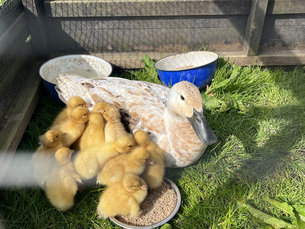 Gam Farm Rare Breeds tweet media