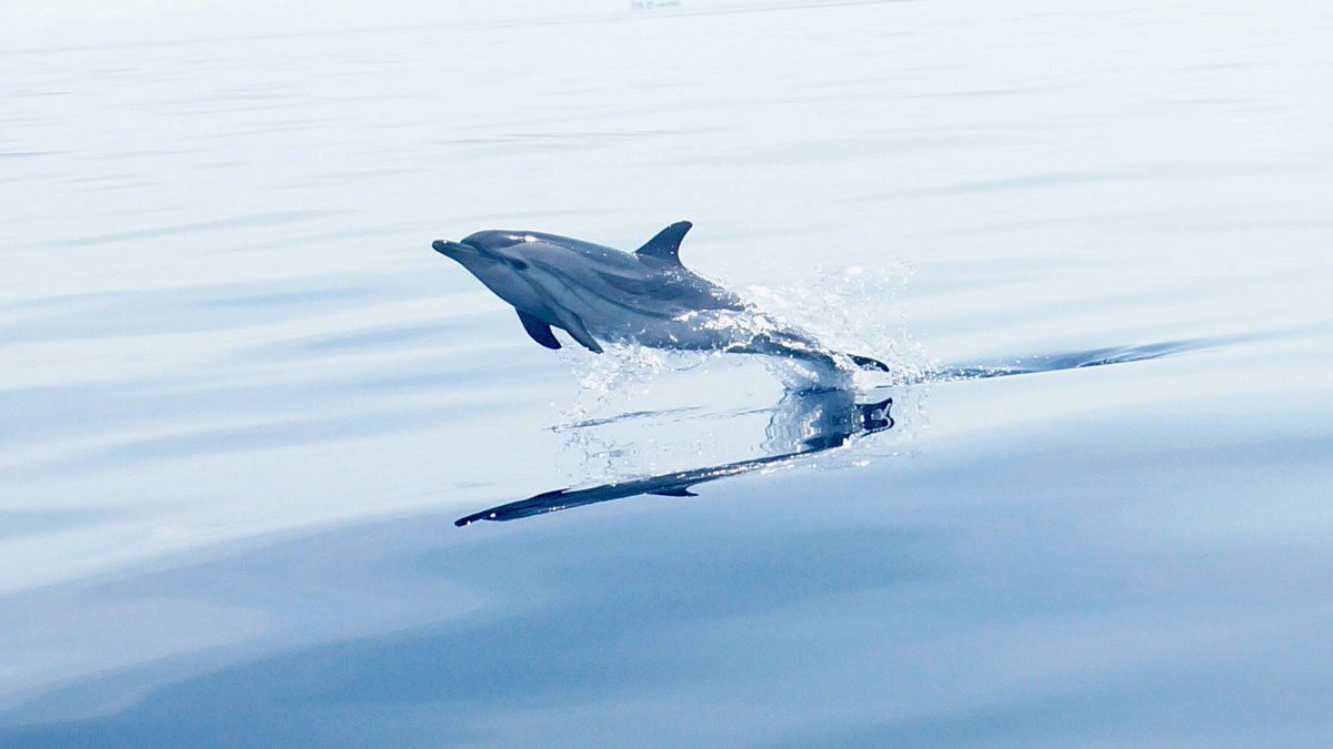 CLICproject's tweet image. [IT] Fotografie delle stenelle avvistate  
[EN] Photo of the spotted striped dolphines
[FR] Photo de dauphins bleu et blanc repéré
#stripeddolphin #dolphins #stenella #dauphinblueetblanc #dauphin #delfini #cetacei #marinemammals #listentothesea #menkab #pelagos #pelagosinitiative