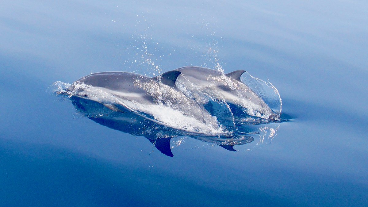 CLICproject's tweet image. [IT] Fotografie delle stenelle avvistate  
[EN] Photo of the spotted striped dolphines
[FR] Photo de dauphins bleu et blanc repéré
#stripeddolphin #dolphins #stenella #dauphinblueetblanc #dauphin #delfini #cetacei #marinemammals #listentothesea #menkab #pelagos #pelagosinitiative