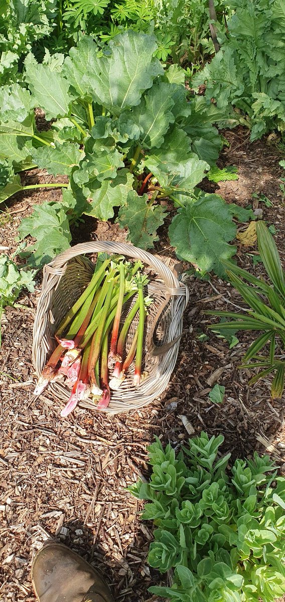 #organicgardening 
#sustainablegardening
#kitchengarden 
#royalmidsurreygolfclub 
@sustainablegolf
Another batch of our 'home grown' Rhubarb gone up to our kitchen today. I absolutely love to be able to supply RMSGC kitchens with fresh produce.