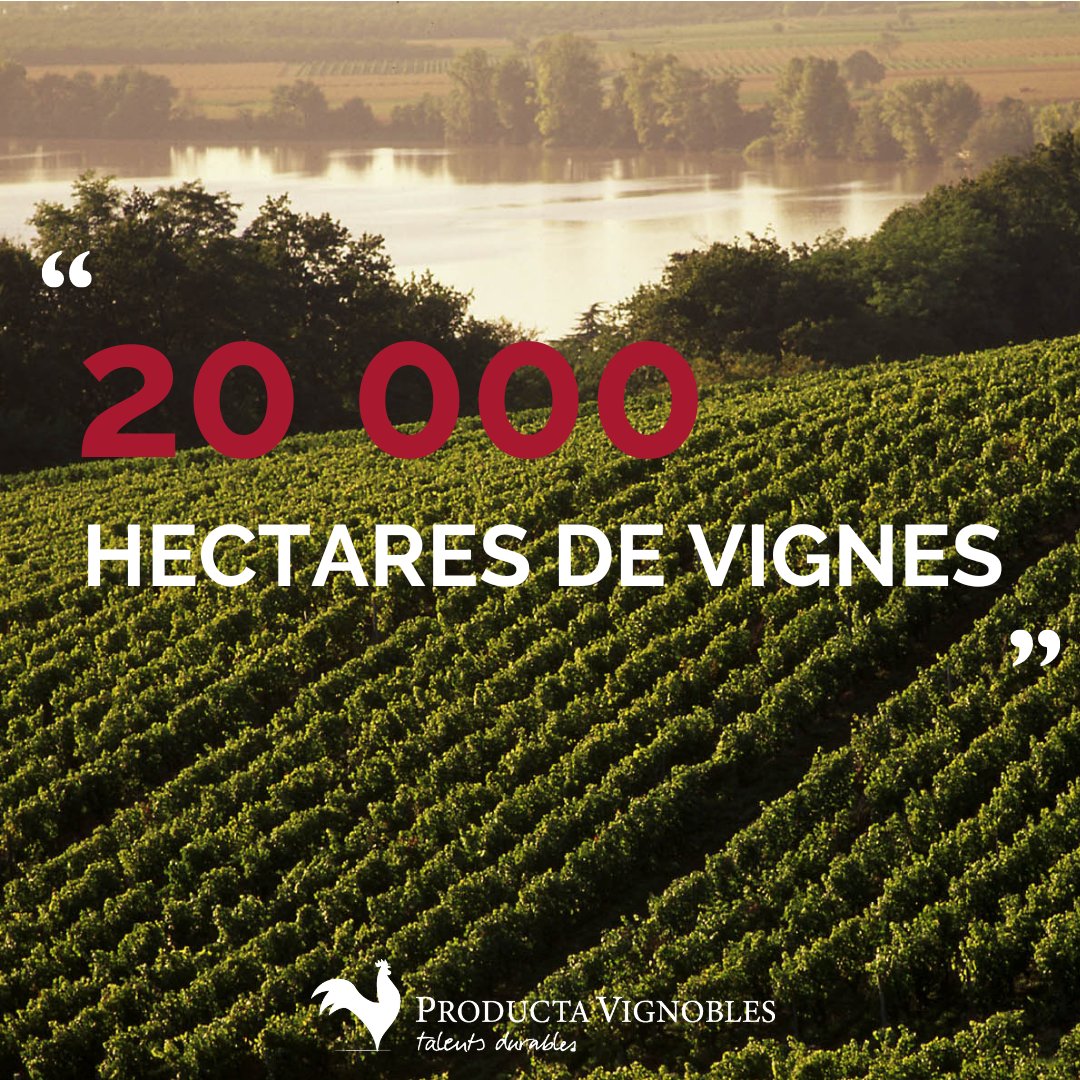 ProductaVign_'s tweet photo. LE SAVIEZ-VOUS | Producta
Vignobles commercialise les vins de 𝟐 𝟓𝟎𝟎 𝐯𝐢𝐠𝐧𝐞𝐫𝐨𝐧𝐬
adhérant à 𝟏𝟖 𝐜𝐚𝐯𝐞𝐬 𝐜𝐨𝐨𝐩é𝐫𝐚𝐭𝐢𝐯𝐞𝐬 situées sur les
vignobles de Bordeaux et du Sud-Ouest.🍇
L'ensemble de ces parcelles de vignes représentent un
total de 𝟐𝟎 𝟎𝟎𝟎 𝐡𝐚🍷 https://t.co/8qOt0GtrBg