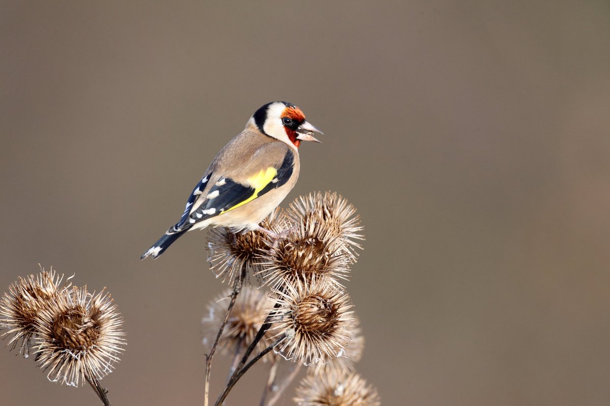 We are so lucky to be surrounded by extraordinary wildlife and nature in Pembrokeshire-this is why we are here to help protect it for future generations. 
We are set to launch a campaign soon which will help to conserve local habitats and species. 
Watch this space! #biodiversity