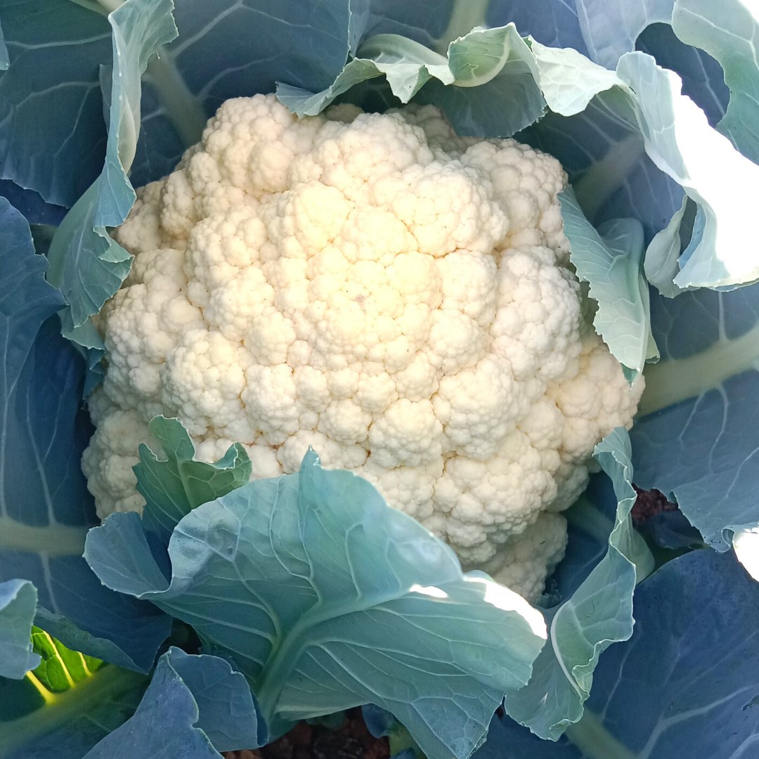 "Our patented KSC's I, III, and V fertilizers nourish plants from seedlings to maturity, boosting #CAULIFLOWER size, quality, health, vigor, and stress resistance. Benefit from TIMAC AGRO for maximum marketable yield. #Cabbagefield #Plantnutriion #TIMAC #CAULIFLOWERcultivation."