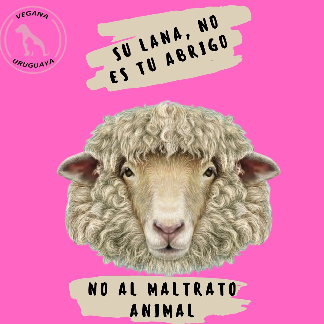 VeggieU's tweet photo. El abuso animal es inaceptable en cualquier industria, incluyendo la producción de lana. Las ovejas no deben sufrir para que podamos tener ropa de lana. Es hora de elegir marcas conscientes del bienestar animal al comprar ropa y optar por opciones éticas. #MaltratoAnimal https://t.co/rvcvRBUrYH