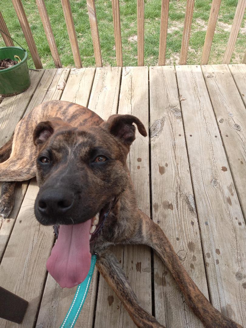 TAZ – 1 year old Black Mouth Cur mis weights 45-50 lbs. Gets along with dogs and kids, has not met cats. Will enter training on June 23 for 10 weeks. Adoption fee is $300. rpsm.org
