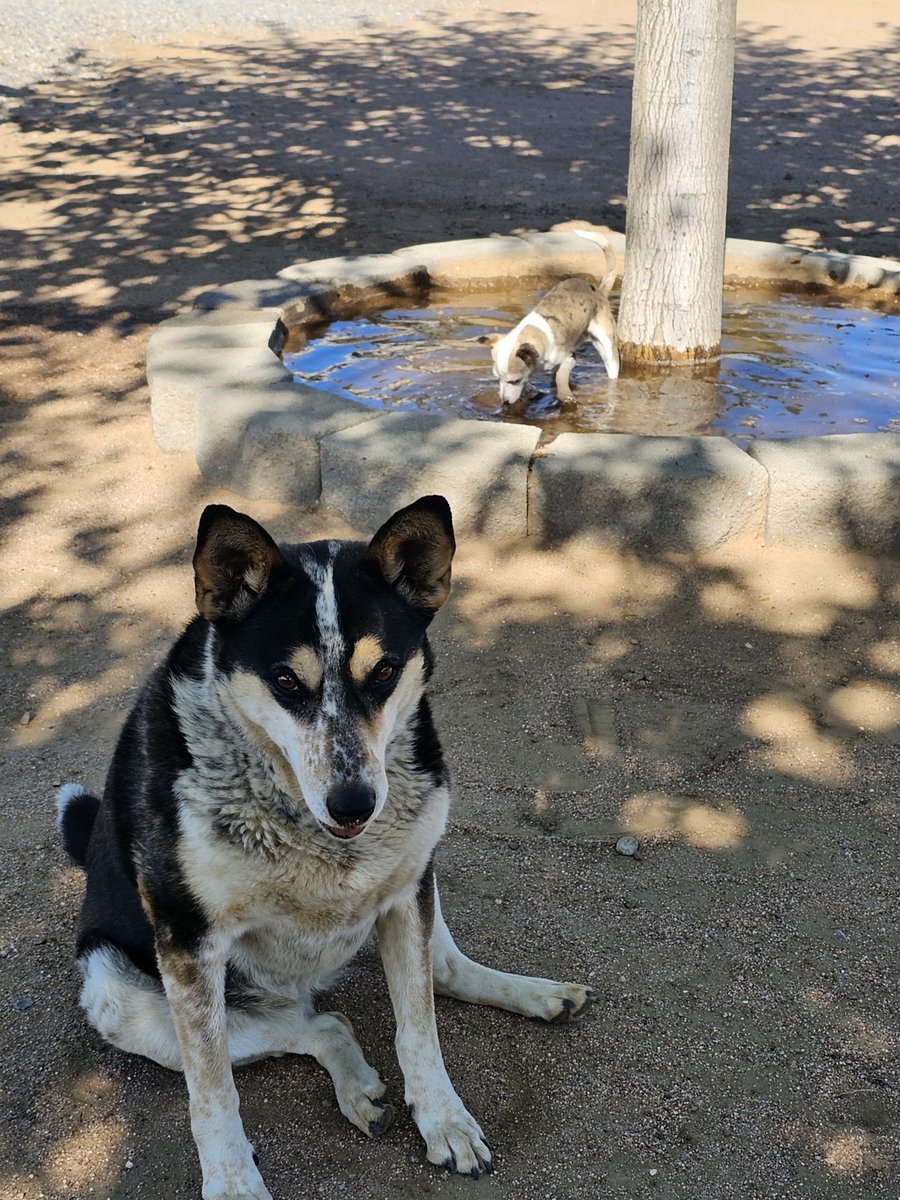 Beth is a water baby.  Daisy Mae just wants me to throw the ball.

#annamwoods #crazygoatrealtor #goatlover #performancerealty #ranchlife #ruralliving #hobbyfarm #realtor #realestate #brokerassociate #oakhills #realtorlife #fetch #waterbaby