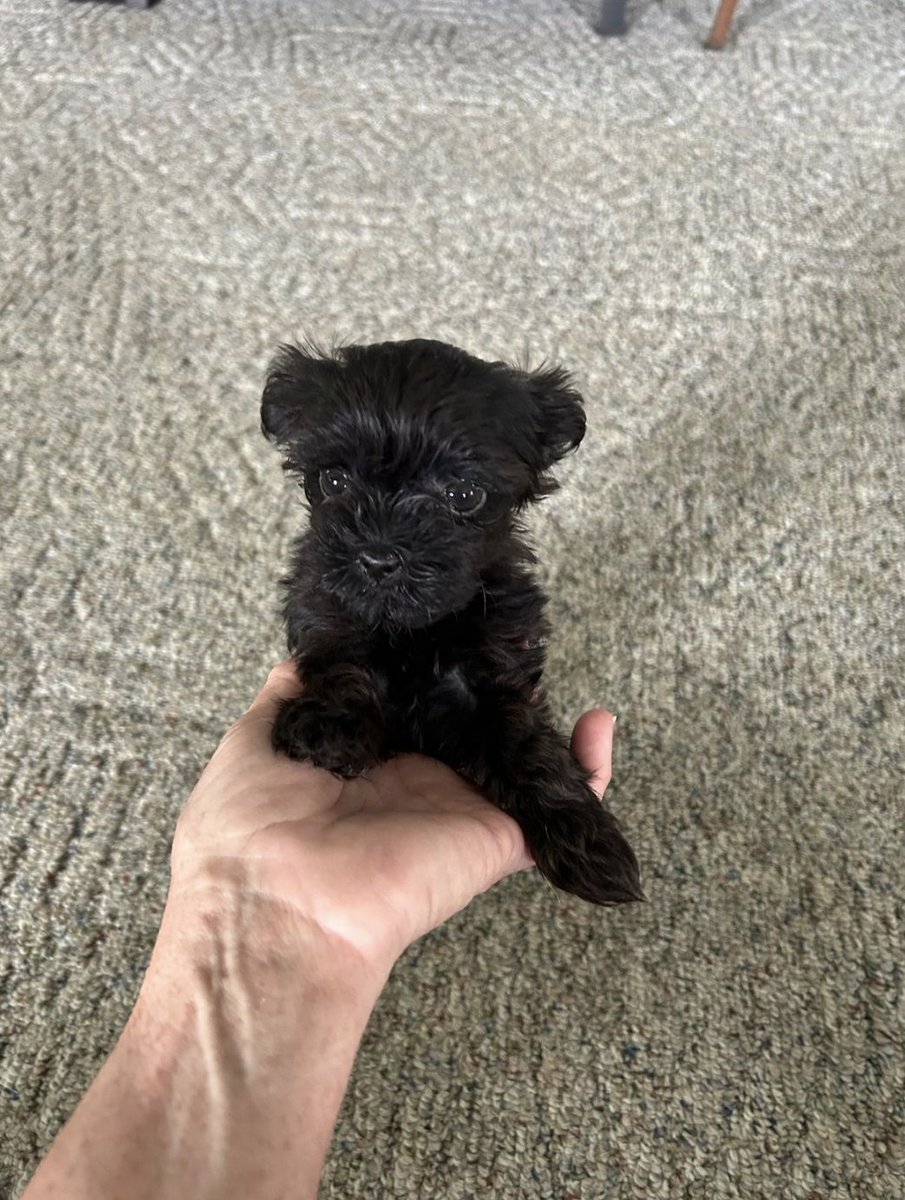 QueenCityHC's tweet photo. Let me introduce you to our newest team member at Trinity In Home Care. This is Piper and she is getting ready to go through a long orientation period to become a service dog for older adults. We are very excited to see our client’s faces light up when she comes through the door https://t.co/g9KzHvtWPN