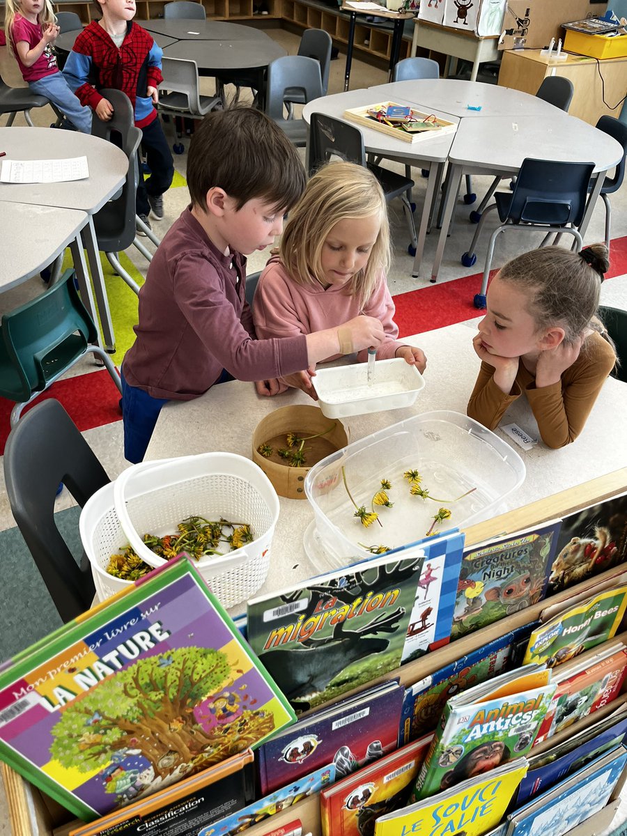 MmeCowper's tweet photo. The dandelions are out! We’ve been exploring la pollen in les pissenlits! @MsMcNiece @MsYhapRECE https://t.co/MPVF6j2VAi