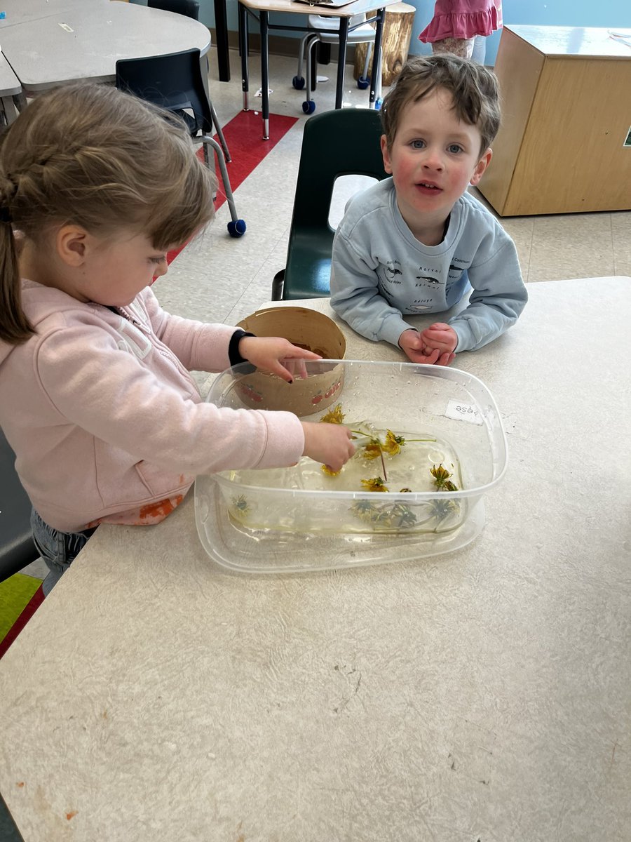 MmeCowper's tweet photo. The dandelions are out! We’ve been exploring la pollen in les pissenlits! @MsMcNiece @MsYhapRECE https://t.co/MPVF6j2VAi