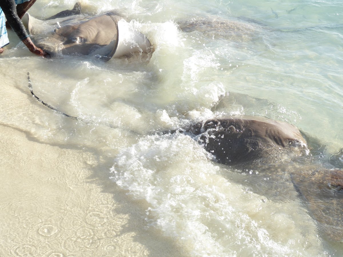 Shells_Travels's tweet image. I never get bored of seeing rays 😍

#travel
#maldives 
#stingrays