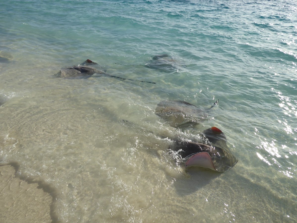Shells_Travels's tweet image. I never get bored of seeing rays 😍

#travel
#maldives 
#stingrays
