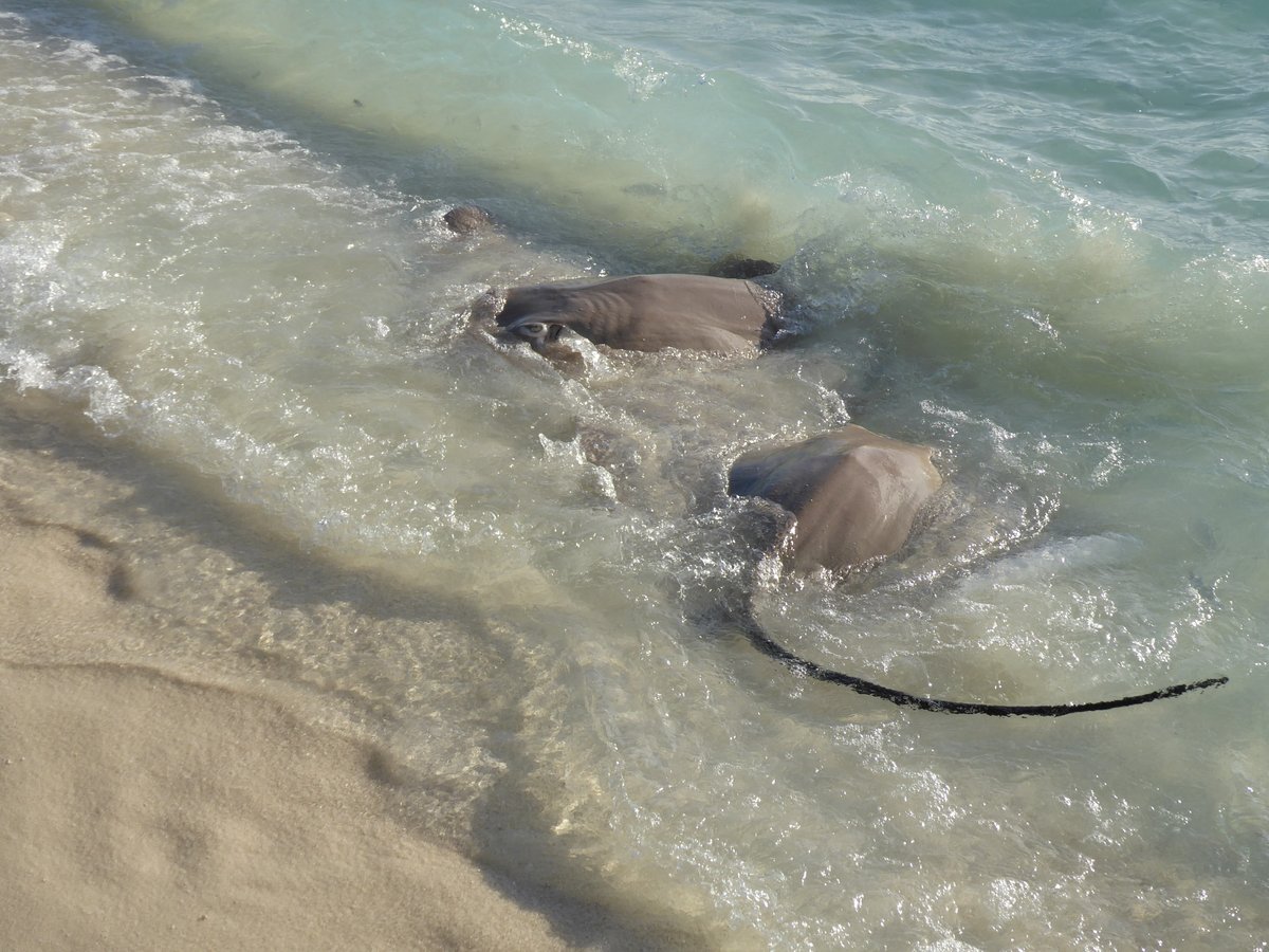 Shells_Travels's tweet image. I never get bored of seeing rays 😍

#travel
#maldives 
#stingrays
