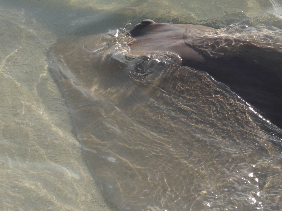 Shells_Travels's tweet image. I never get bored of seeing rays 😍

#travel
#maldives 
#stingrays