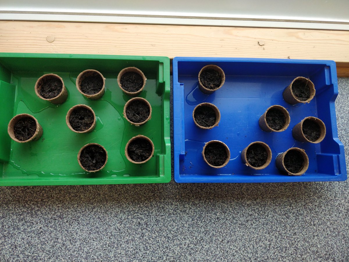 Planting in Science today to support our topic. Cress experiment, broad beans and sunflowers. Fingers crossed we get some good results 🪴🌻🌱 #science #garden #plant #grow #greenfingers