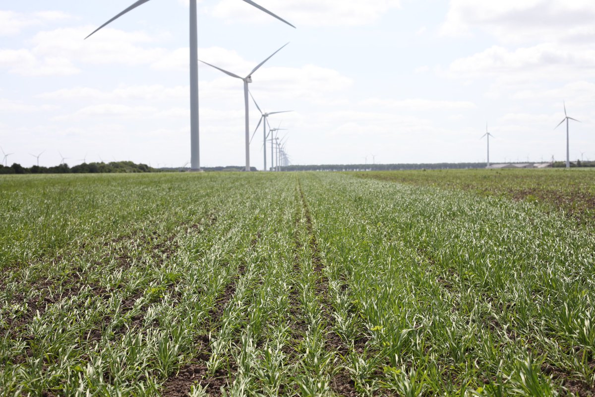 Vandaag in Zeewolde. <a href="/jurveenink/">Jur Veenink</a> is één van de boeren die dit jaar biologische baktarwe teelt voor Het Graanschap. Het Graanschap werkt aan een korte keten, van de teelt tot en met het verkopen van eigen brood. Dit jaar schaalt het bedrijf op naar 85 hectare. <a href="/nieuweoogstnl/">Nieuwe Oogst</a>