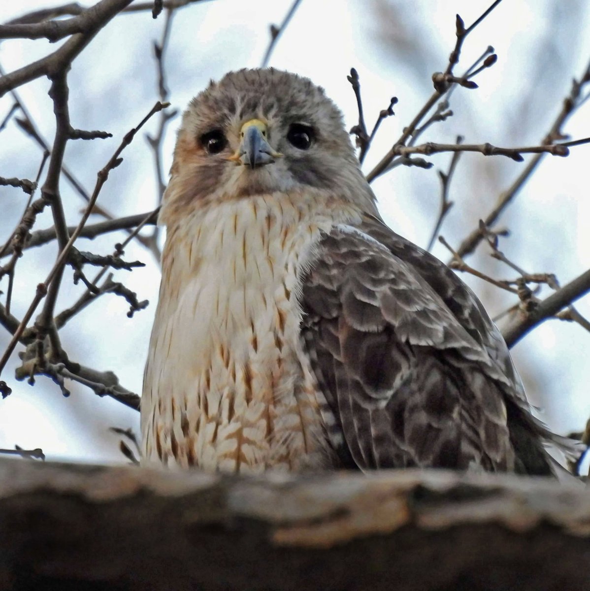 BirdCentralPark's tweet photo. We pay our respects to Pale Male, the world-renowned Red-tailed Hawk who brought to many a connection with nature and who had a legion of devoted admirers. We will miss the presence of this beautiful Central Park legend. https://t.co/LX4BUh8tMK
