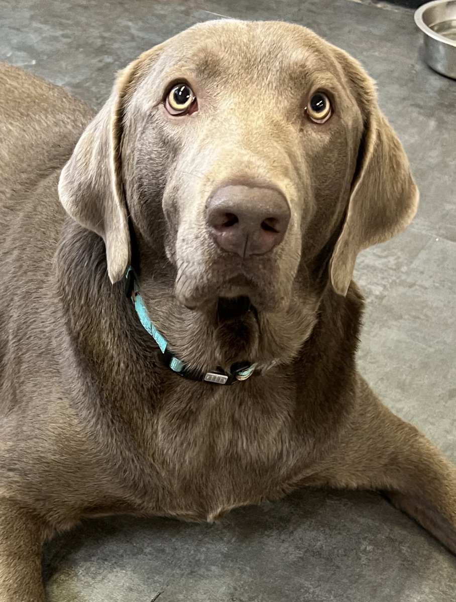 JimBigham's tweet photo. @silver_labrador Very sorry to hear about Louie! It’s always hard as they’re with us for such a short time. Thanks for giving him a great time on this earth. @SullySlvrLabTX https://t.co/2Cq1PGtXmq