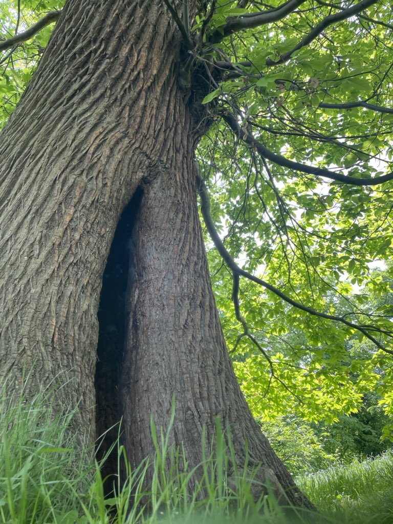 WildCapital's tweet photo. Fairy door. Yes….. that’s my professional analysis. #londonnature #kensingtongardens #tree #sweetchestnut https://t.co/6YrFMtRPLc