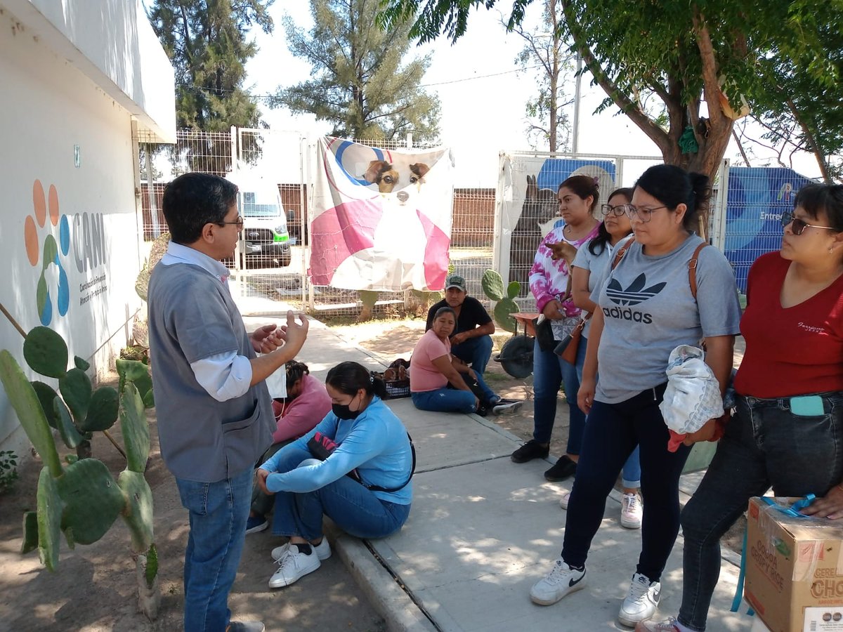 CANIrapuato's tweet photo. 🐾 Vamos a mitad de semana y nuestra Jornada de Esterilización Canina y Felina avanza al 💯. Gracias al personal de la @JSVI_Irapuato y a los alumnos de la @UdeGuanajuato por echarnos la mano y demostrar que con #ConUnidad logramos más. Sé un #DueñoResponsable.

#CANIAmigos https://t.co/IQFOJnhUUK