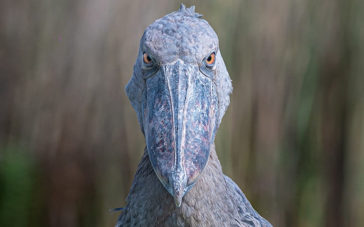 This is me rn (I’m a gangster bird)
