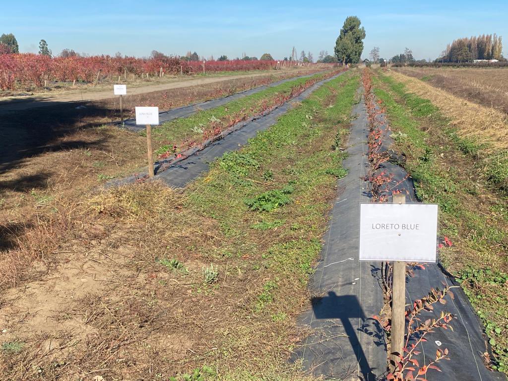 alfaberries's tweet photo. ¿Conocen Fall Creek? Es una empresa especialista en la genética de los arándanos que se dedica a la producción de esta fruta y que se encuentra construyendo su vivero en nuestra región 👌🏼

En las fotos podrán ver algunas de sus variedades: Luna , Loreto y Peach Blue, 🙌🏻 https://t.co/HGvDc3o9MM