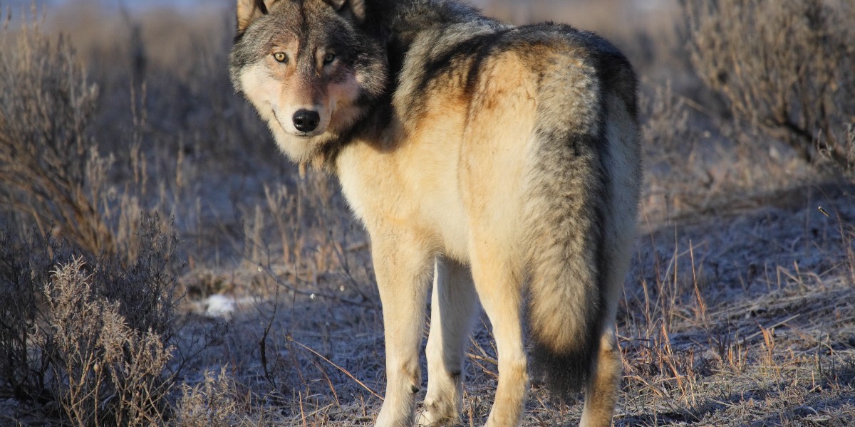 Rusty, an endangered Mexican gray wolf, was tragically killed by the U.S. Fish and Wildlife Service. 💔 Left in Rusty's wake are a pregnant mate and several yearling pups, now alone and less protected. ACT NOW ➡️ fal.cn/3ykiA