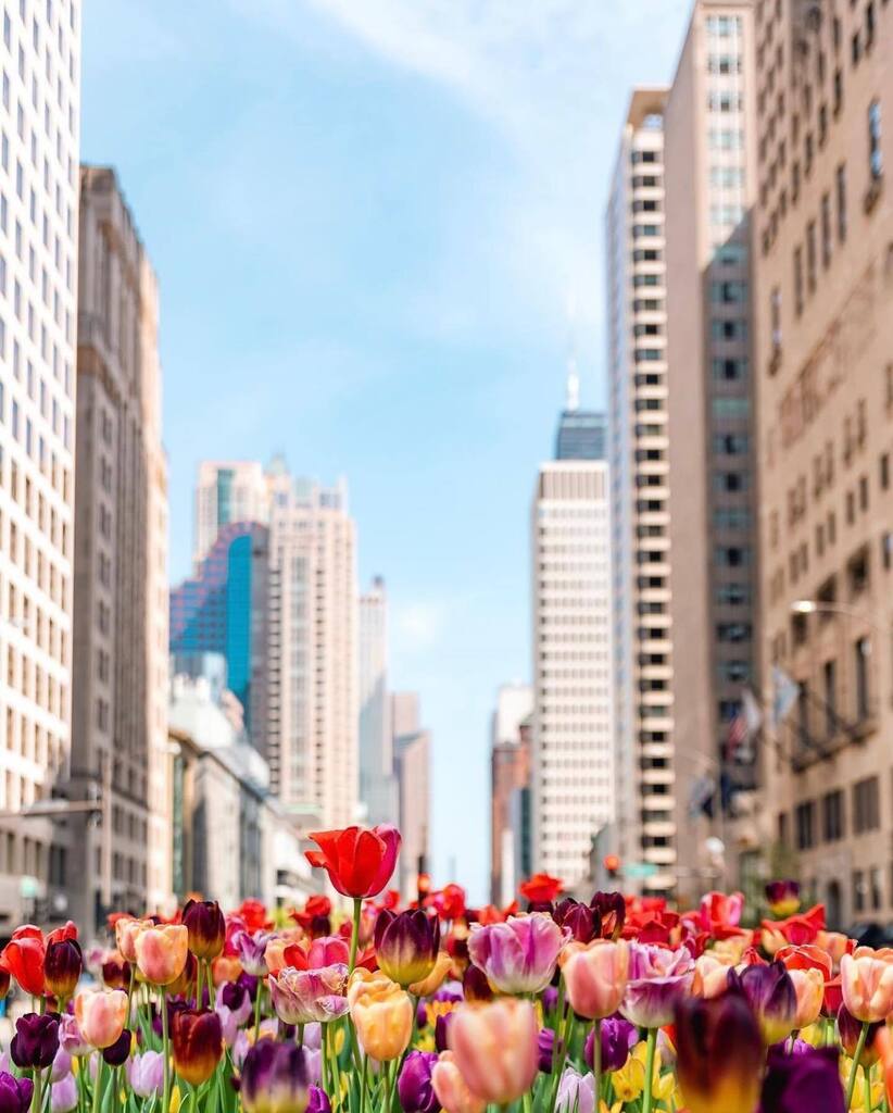 Instagrammers Chicago tweet media