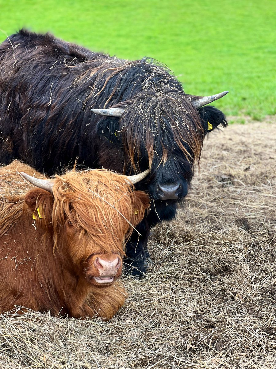 watterloony's tweet photo. Some bonny heilan coos I spotted on my walk today! #heilancoos #highlandcows #coos #aberdeenshire #visitabdn #visitscotland #peterheadlive https://t.co/WdbF05qOUl