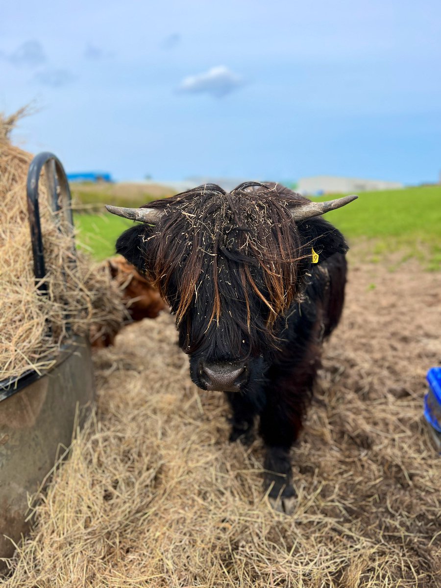 Some bonny heilan coos I spotted on my walk today! #heilancoos #highlandcows #coos #aberdeenshire #visitabdn #visitscotland #peterheadlive