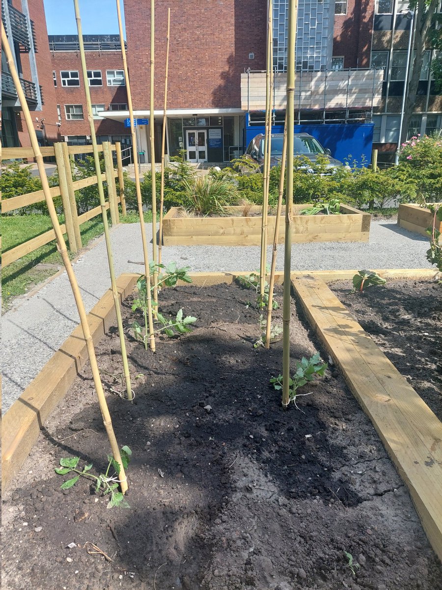 Our second brand-new food growing space <a href="/LivUni/">University of Liverpool</a> is on central campus next to Oliver Lodge. Seedlings grown by our fantastic students are in the ground for harvest in autumn #SowingTheSeedsOfSustainability <a href="/livunisustain/">UoLSustainability</a> <a href="/LivUniIPH/">Institute of Population Health</a> <a href="/livuniHLS/">Faculty of Health and Life Sciences</a>