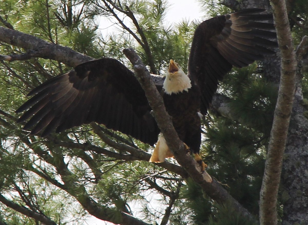 Bald Eagle Lincoln Rd Fton 2019