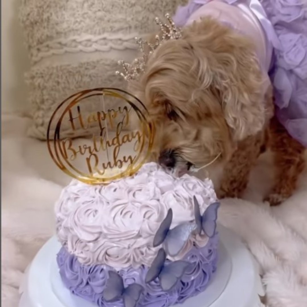 Puppy Cake tweet media