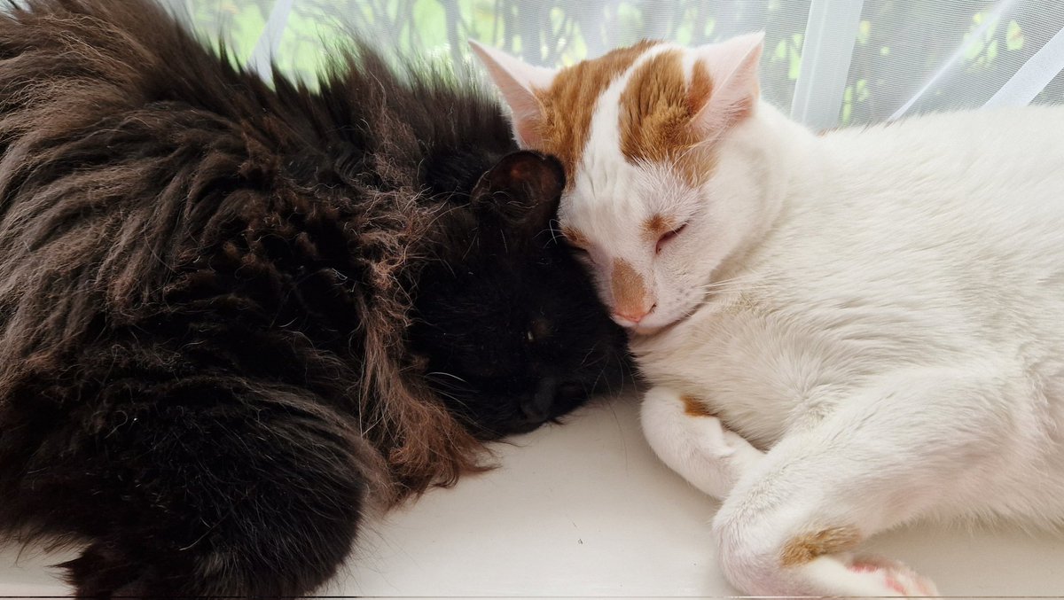 Ok but these are basically the same pics lol 🐈‍⬛😻

#TheBlackCatRAVN
#레이븐_위한_고양이_신호
#RAVN