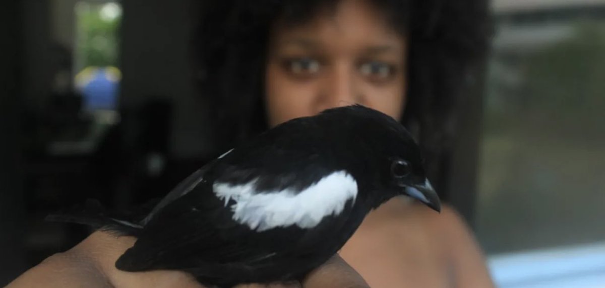 One of our board members, Dara Wilson, will be speaking at the Wikipedia Edit-a-thon today at the National Museum of Natural History! 

🗓️ May 17, 2023 (Wed)
🕗 6:30 pm–9:30 pm
📍 Q?rius, National Museum of Natural History

RSVP: naturalhistory.si.edu/events/wikiped…