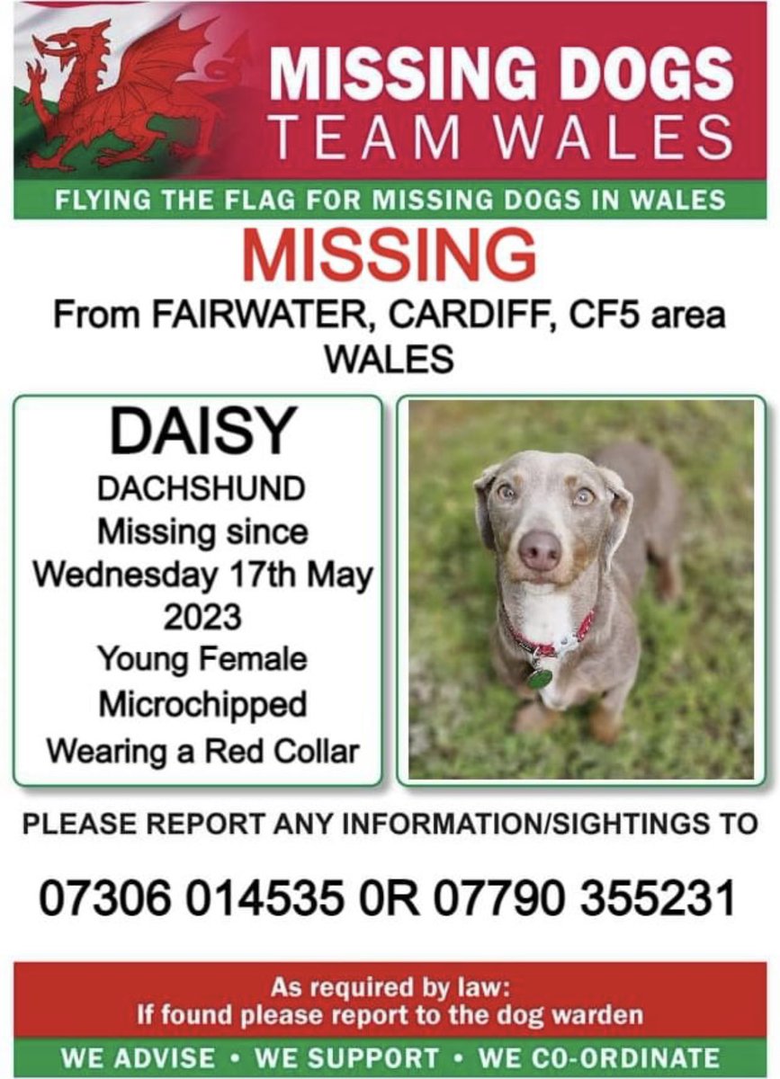 ️❗️❗️DAISY, MISSING FROM #FAIRWATER , #CARDIFF, #CF5 area #WALES ❗️#DACHSHUND
❗️MISSING SINCE WEDNESDAY 17th MAY 2023.
❗️LAST SEEN NEAR WOODS IN FIELDS ADJACENT TO LLANTRISANT ROAD, FAIRWATER, PLEASE LOOK OUT FOR DAISY AND CALL NUMBER WITH ANY SIGHTINGS. ❗️