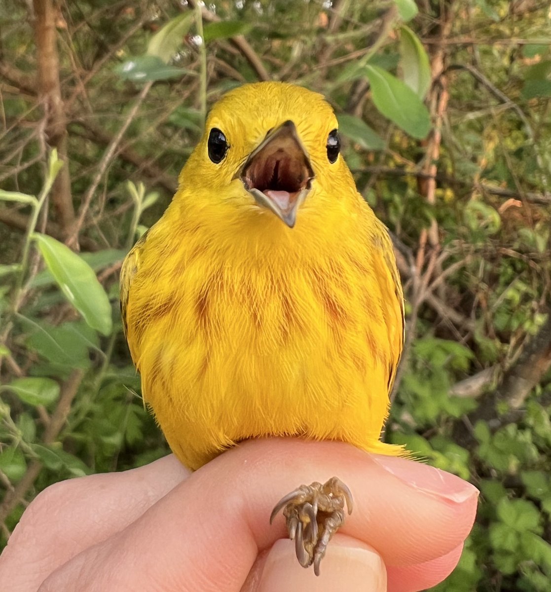 Yellow Warbler ☀️💛
#birds
#springmigration
#SpringIsHere