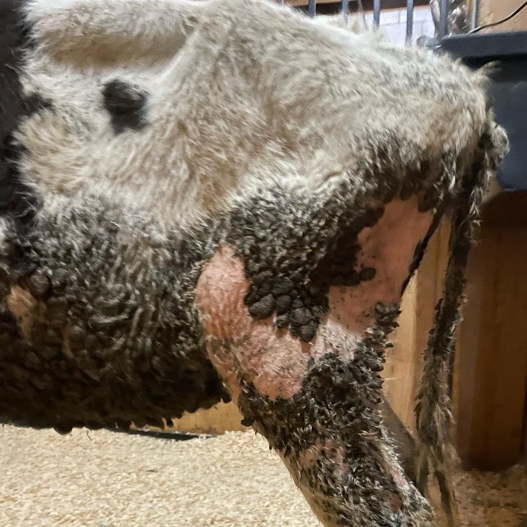 She was rescued from a local dairy farm.  

9 months old, 
thin and tiny,
her skin is raw from standing in feces &amp; urine,
her body and face covered in parasites. 
😢🐄😢

The beautiful people @ lancasterfarmsanctuary.org are trying to save her 🙏

#dairytruth #gotmilk #milk